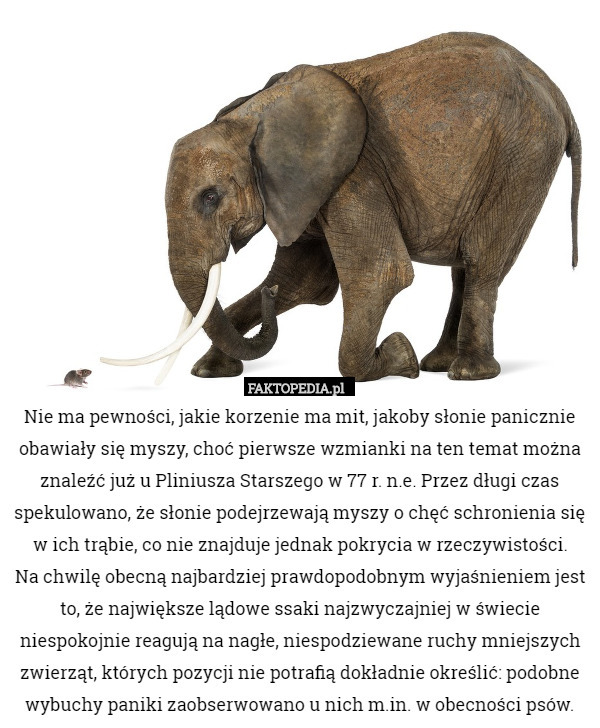 Nie ma pewności, jakie korzenie ma mit, jakoby słonie panicznie obawiały się myszy, choć pierwsze wzmianki na ten temat można znaleźć już u Pliniusza Starszego w 77 r. n.e. Przez długi czas spekulowano, że słonie podejrzewają myszy o chęć schronienia się w ich trąbie, co nie znajduje jednak pokrycia w rzeczywistości.
 Na chwilę obecną najbardziej prawdopodobnym wyjaśnieniem jest to, że największe lądowe ssaki najzwyczajniej w świecie niespokojnie reagują na nagłe, niespodziewane ruchy mniejszych zwierząt, których pozycji nie potrafią dokładnie określić: podobne wybuchy paniki zaobserwowano u nich m.in. w obecności psów. 