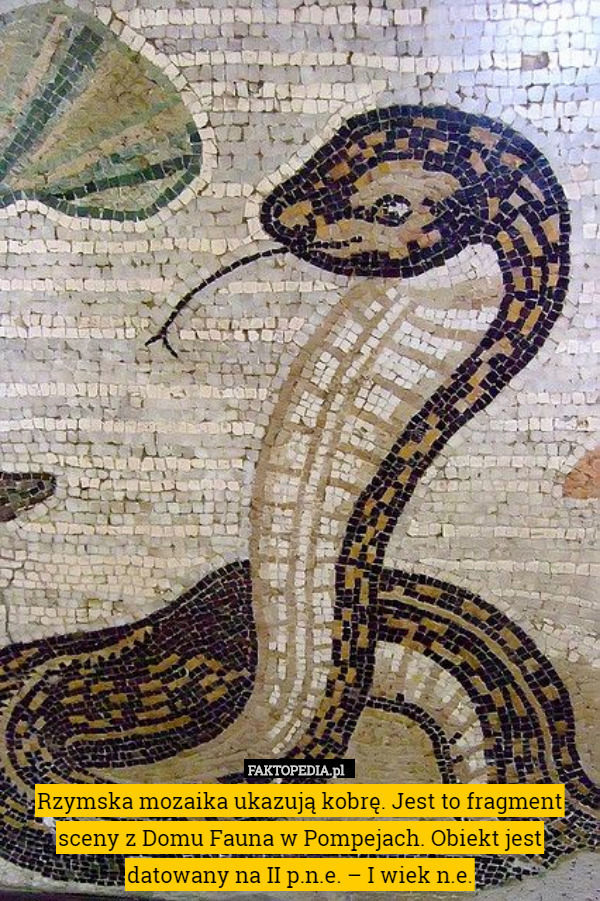 Rzymska mozaika ukazują kobrę. Jest to fragment sceny z Domu Fauna w Pompejach. Obiekt jest datowany na II p.n.e. – I wiek n.e. 
