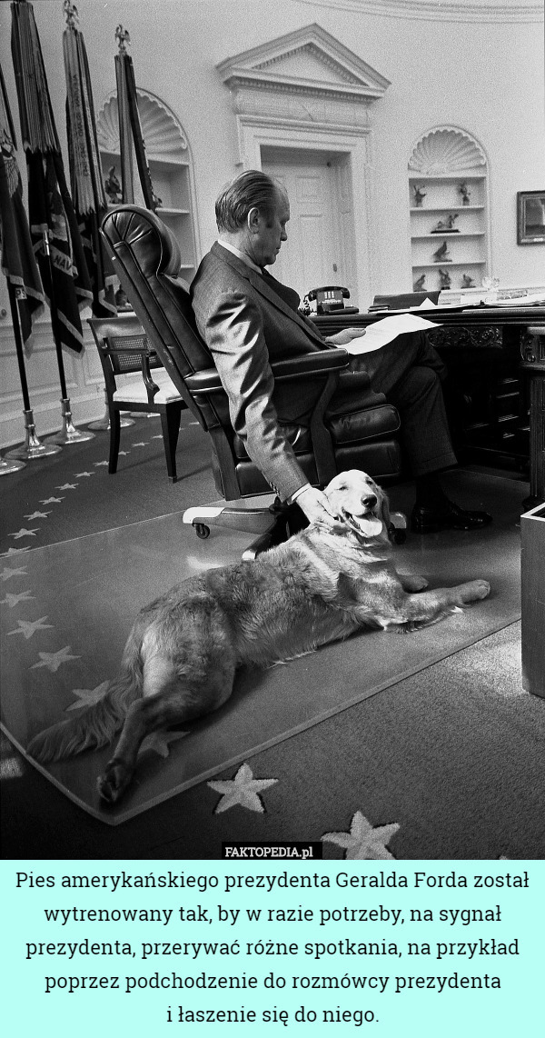 Pies amerykańskiego prezydenta Geralda Forda został wytrenowany tak, by w razie potrzeby, na sygnał prezydenta, przerywać różne spotkania, na przykład poprzez podchodzenie do rozmówcy prezydenta
i łaszenie się do niego. 