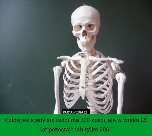 Człowiek kiedy się rodzi ma 300 kości, ale w wieku 25 lat pozostaje ich tylko 206. 