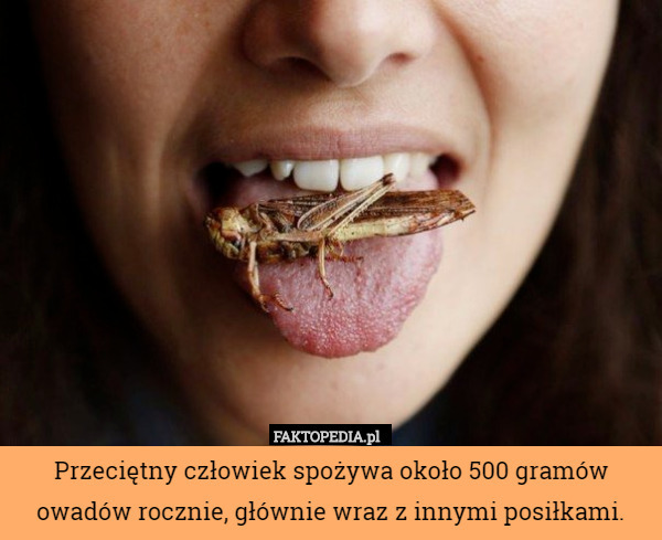 Przeciętny człowiek spożywa około 500 gramów owadów rocznie, głównie wraz z innymi posiłkami. 