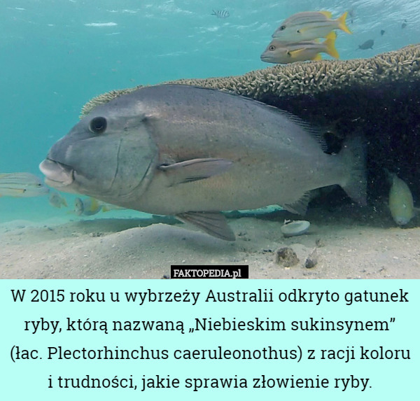 W 2015 roku u wybrzeży Australii odkryto gatunek ryby, którą nazwaną „Niebieskim sukinsynem” (łac. Plectorhinchus caeruleonothus) z racji koloru i trudności, jakie sprawia złowienie ryby. 