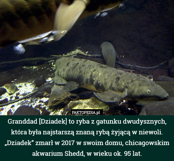 Granddad [Dziadek] to ryba z gatunku dwudysznych, która była najstarszą znaną rybą żyjącą w niewoli. „Dziadek” zmarł w 2017 w swoim domu, chicagowskim akwarium Shedd, w wieku ok. 95 lat. 