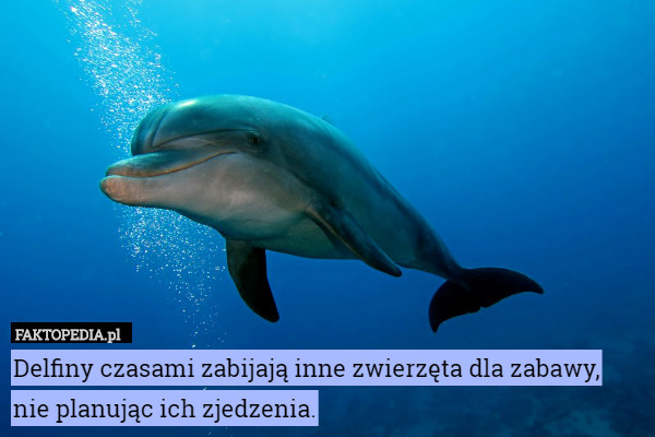 Delfiny czasami zabijają inne zwierzęta dla zabawy, nie planując ich zjedzenia. 
