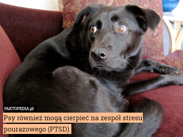 Psy również mogą cierpieć na zespół stresu pourazowego (PTSD). 