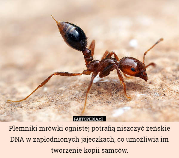 Plemniki mrówki ognistej potrafią niszczyć żeńskie DNA w zapłodnionych jajeczkach, co umożliwia im tworzenie kopii samców. 