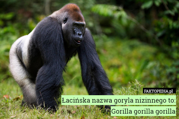 Łacińska nazwa goryla nizinnego to:
Gorilla gorilla gorilla 