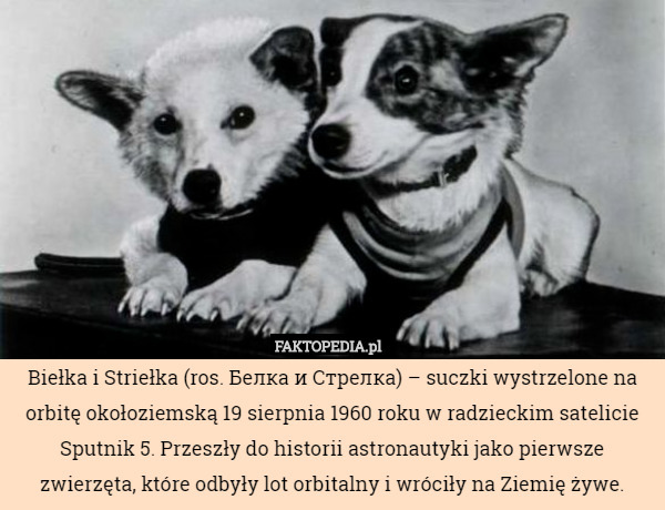 Biełka i Striełka (ros. Белка и Стрелка) – suczki wystrzelone na orbitę okołoziemską 19 sierpnia 1960 roku w radzieckim satelicie Sputnik 5. Przeszły do historii astronautyki jako pierwsze zwierzęta, które odbyły lot orbitalny i wróciły na Ziemię żywe. 