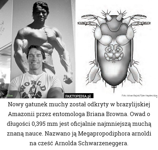 Nowy gatunek muchy został odkryty w brazylijskiej Amazonii przez entomologa Briana Browna. Owad o długości 0,395 mm jest oficjalnie najmniejszą muchą znaną nauce. Nazwano ją Megapropodiphora arnoldi na cześć Arnolda Schwarzeneggera. 
