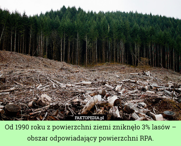 Od 1990 roku z powierzchni ziemi zniknęło 3% lasów – obszar odpowiadający powierzchni RPA. 