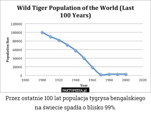 Przez ostatnie 100 lat populacja tygrysa bengalskiego na świecie spadła o blisko 99%. 
