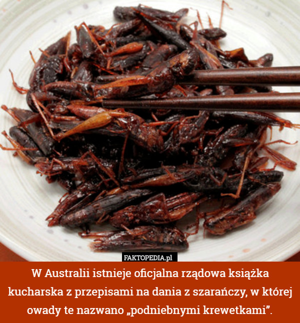 W Australii istnieje oficjalna rządowa książka kucharska z przepisami na dania z szarańczy, w której owady te nazwano „podniebnymi krewetkami”. 