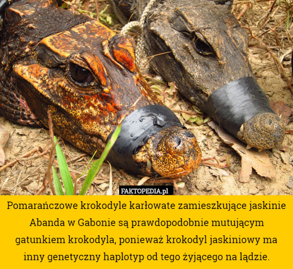 Pomarańczowe krokodyle karłowate zamieszkujące jaskinie Abanda w Gabonie są prawdopodobnie mutującym gatunkiem krokodyla, ponieważ krokodyl jaskiniowy ma inny genetyczny haplotyp od tego żyjącego na lądzie. 