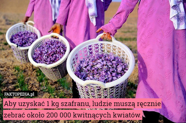 Aby uzyskać 1 kg szafranu, ludzie muszą ręcznie zebrać około 200 000 kwitnących kwiatów. 