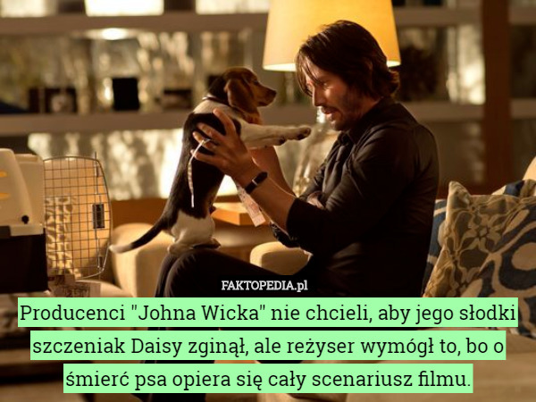 Producenci "Johna Wicka" nie chcieli, aby jego słodki szczeniak Daisy zginął, ale reżyser wymógł to, bo o śmierć psa opiera się cały scenariusz filmu. 