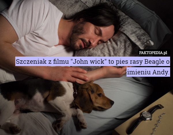 Szczeniak z filmu "John wick" to pies rasy Beagle o imieniu Andy. 