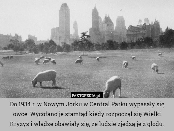 Do 1934 r. w Nowym Jorku w Central Parku wypasały się owce. Wycofano je stamtąd kiedy rozpoczął się Wielki Kryzys i władze obawiały się, że ludzie zjedzą je z głodu. 