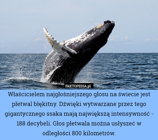 Właścicielem najgłośniejszego głosu na świecie jest płetwal błękitny. Dźwięki wytwarzane przez tego gigantycznego ssaka mają największą intensywność - 188 decybeli. Głos płetwala można usłyszeć w odległości 800 kilometrów. 