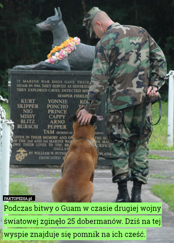 Podczas bitwy o Guam w czasie drugiej wojny światowej zginęło 25 dobermanów. Dziś na tej wyspie znajduje się pomnik na ich cześć. 