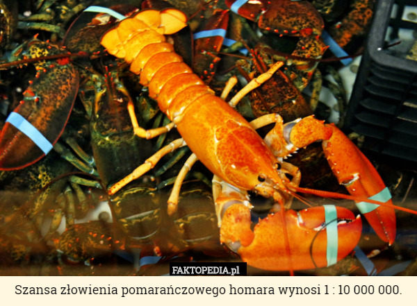 Szansa złowienia pomarańczowego homara wynosi 1 : 10 000 000. 