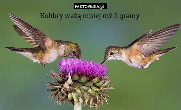 Kolibry ważą mniej niż 2 gramy. 