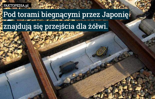 Pod torami biegnącymi przez Japonię znajdują się przejścia dla żółwi. 