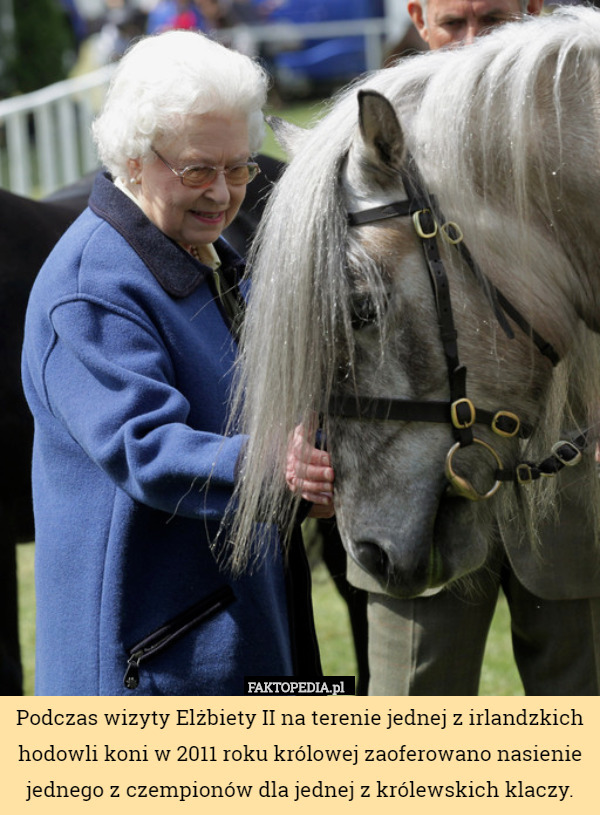 Podczas wizyty Elżbiety II na terenie jednej z irlandzkich hodowli koni w 2011 roku królowej zaoferowano nasienie jednego z czempionów dla jednej z królewskich klaczy. 