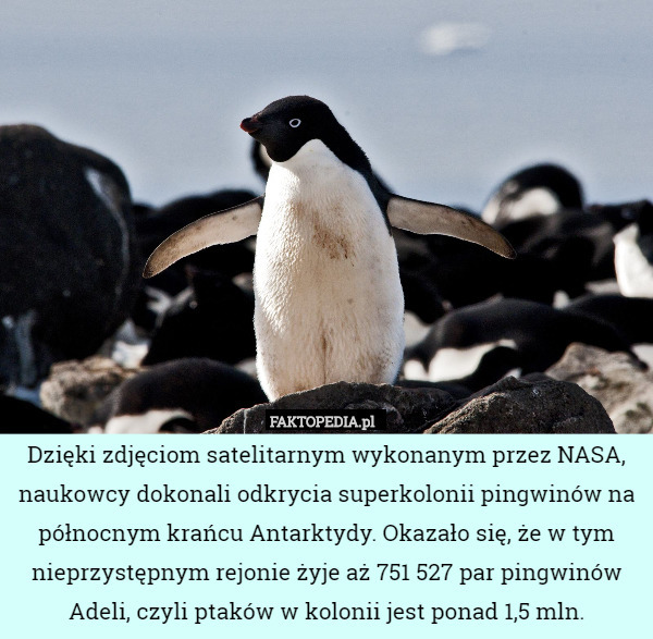 Dzięki zdjęciom satelitarnym wykonanym przez NASA, naukowcy dokonali odkrycia superkolonii pingwinów na północnym krańcu Antarktydy. Okazało się, że w tym nieprzystępnym rejonie żyje aż 751 527 par pingwinów Adeli, czyli ptaków w kolonii jest ponad 1,5 mln. 