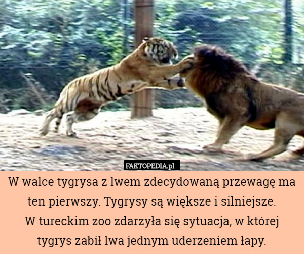 W walce tygrysa z lwem zdecydowaną przewagę ma ten pierwszy. Tygrysy są większe i silniejsze.
 W tureckim zoo zdarzyła się sytuacja, w której tygrys zabił lwa jednym uderzeniem łapy. 