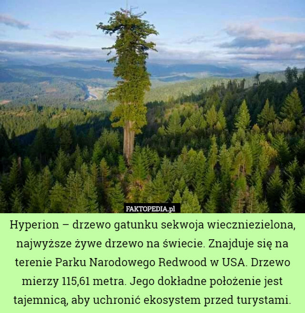 Hyperion – drzewo gatunku sekwoja wieczniezielona, najwyższe żywe drzewo na świecie. Znajduje się na terenie Parku Narodowego Redwood w USA. Drzewo mierzy 115,61 metra. Jego dokładne położenie jest tajemnicą, aby uchronić ekosystem przed turystami. 
