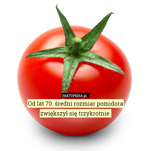 Od lat 70. średni rozmiar pomidora
 zwiększył się trzykrotnie. 