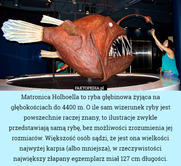 Matronica Holboella to ryba głębinowa żyjąca na głębokościach do 4400 m. O ile sam wizerunek ryby jest powszechnie raczej znany, to ilustracje zwykle przedstawiają samą rybę, bez możliwości zrozumienia jej rozmiarów. Większość osób sądzi, że jest ona wielkości najwyżej karpia (albo mniejsza), w rzeczywistości największy złapany egzemplarz miał 127 cm długości. 