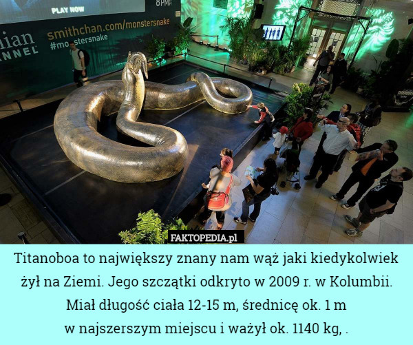 Titanoboa to największy znany nam wąż jaki kiedykolwiek żył na Ziemi. Jego szczątki odkryto w 2009 r. w Kolumbii. Miał długość ciała 12-15 m, średnicę ok. 1 m
 w najszerszym miejscu i ważył ok. 1140 kg, . 
