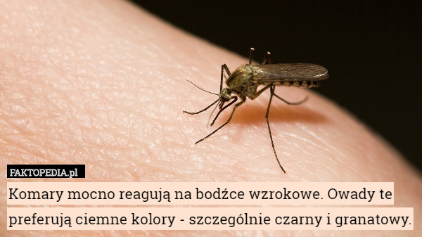 Komary mocno reagują na bodźce wzrokowe. Owady te preferują ciemne kolory - szczególnie czarny i granatowy. 