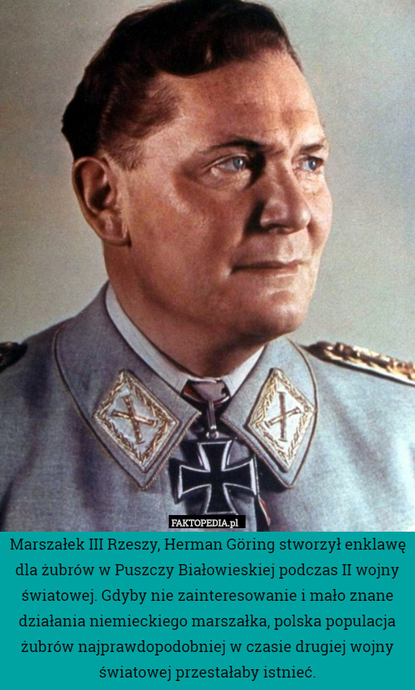 Marszałek III Rzeszy, Herman Göring stworzył enklawę dla żubrów w Puszczy Białowieskiej podczas II wojny światowej. Gdyby nie zainteresowanie i mało znane działania niemieckiego marszałka, polska populacja żubrów najprawdopodobniej w czasie drugiej wojny światowej przestałaby istnieć. 