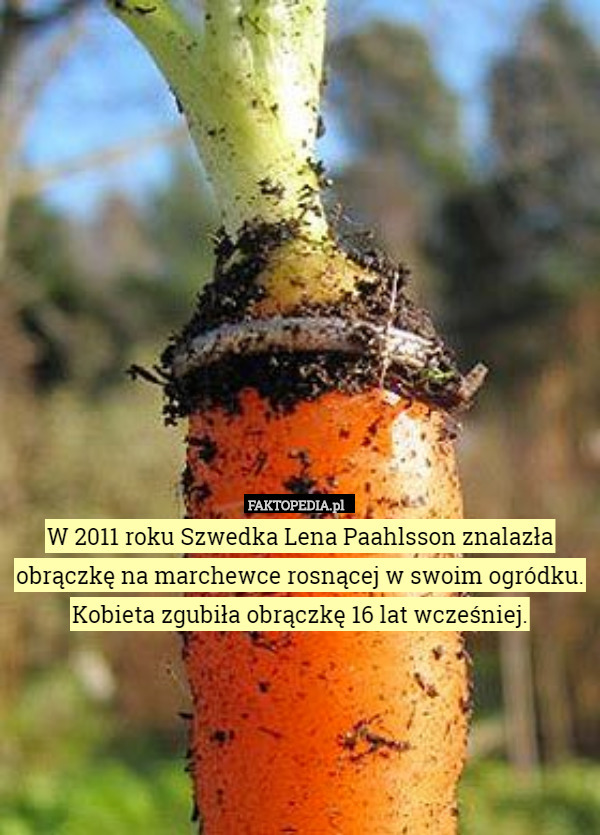 W 2011 roku Szwedka Lena Paahlsson znalazła obrączkę na marchewce rosnącej w swoim ogródku. Kobieta zgubiła obrączkę 16 lat wcześniej. 