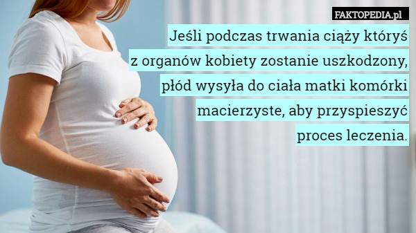Jeśli podczas trwania ciąży któryś
z organów kobiety zostanie uszkodzony,
płód wysyła do ciała matki komórki
macierzyste, aby przyspieszyć
proces leczenia. 