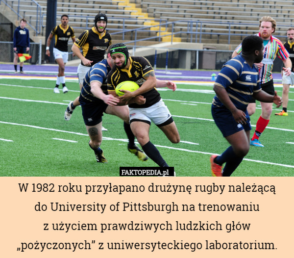 W 1982 roku przyłapano drużynę rugby należącą
do University of Pittsburgh na trenowaniu
z użyciem prawdziwych ludzkich głów „pożyczonych” z uniwersyteckiego laboratorium. 