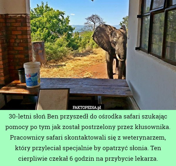 30-letni słoń Ben przyszedł do ośrodka safari szukając pomocy po tym jak został postrzelony przez kłusownika. Pracownicy safari skontaktowali się z weterynarzem, który przyleciał specjalnie by opatrzyć słonia. Ten cierpliwie czekał 6 godzin na przybycie lekarza. 