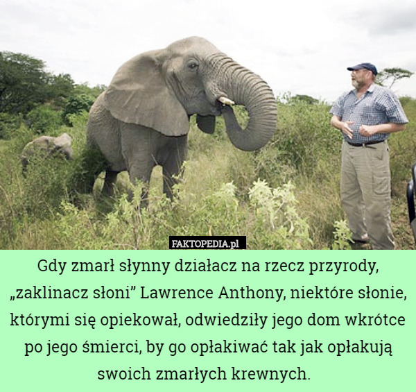 Gdy zmarł słynny działacz na rzecz przyrody, „zaklinacz słoni” Lawrence Anthony, niektóre słonie, którymi się opiekował, odwiedziły jego dom wkrótce po jego śmierci, by go opłakiwać tak jak opłakują swoich zmarłych krewnych. 