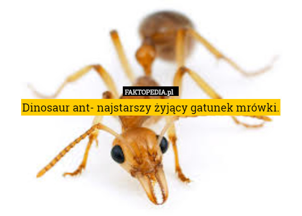 Dinosaur ant- najstarszy żyjący gatunek mrówki. 
