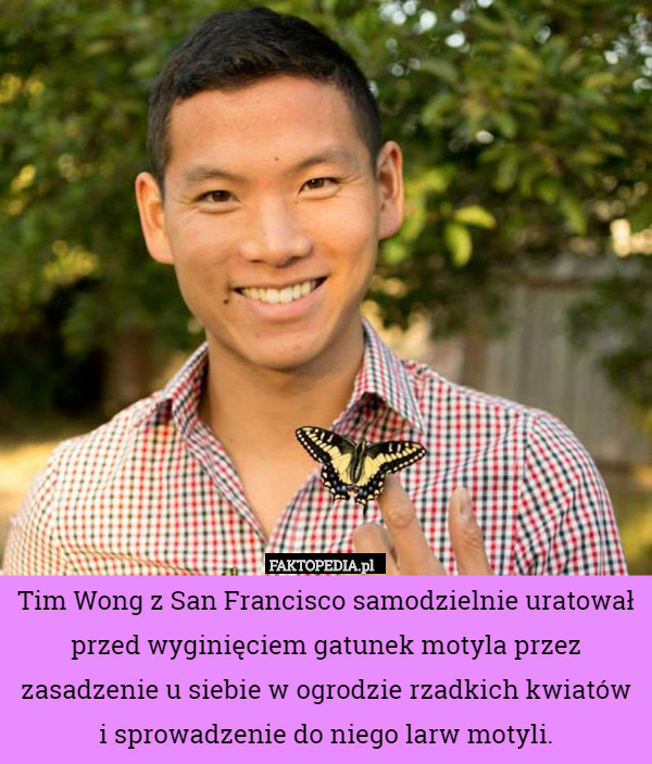 Tim Wong z San Francisco samodzielnie uratował przed wyginięciem gatunek motyla przez zasadzenie u siebie w ogrodzie rzadkich kwiatów
 i sprowadzenie do niego larw motyli. 