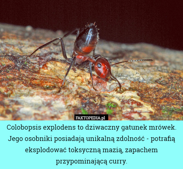Colobopsis explodens to dziwaczny gatunek mrówek. Jego osobniki posiadają unikalną zdolność - potrafią eksplodować toksyczną mazią, zapachem przypominającą curry. 