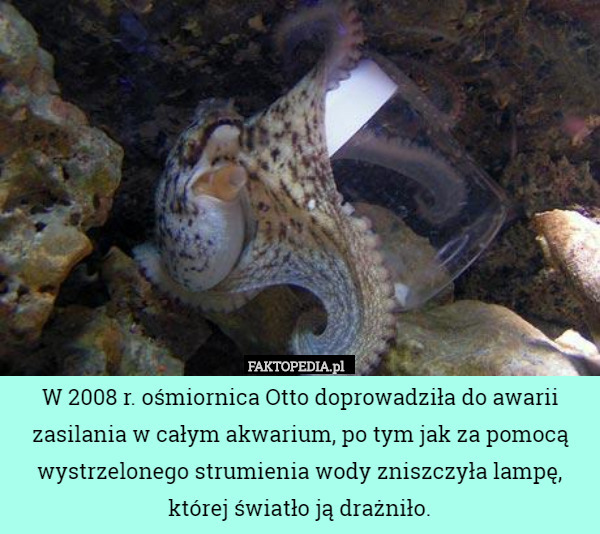 W 2008 r. ośmiornica Otto doprowadziła do awarii zasilania w całym akwarium, po tym jak za pomocą wystrzelonego strumienia wody zniszczyła lampę, której światło ją drażniło. 