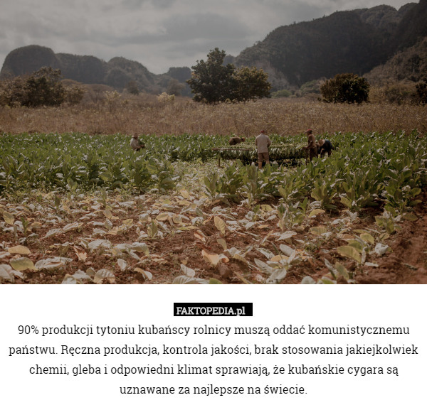 90% produkcji tytoniu kubańscy rolnicy muszą oddać komunistycznemu państwu. Ręczna produkcja, kontrola jakości, brak stosowania jakiejkolwiek chemii, gleba i odpowiedni klimat sprawiają, że kubańskie cygara są uznawane za najlepsze na świecie. 
