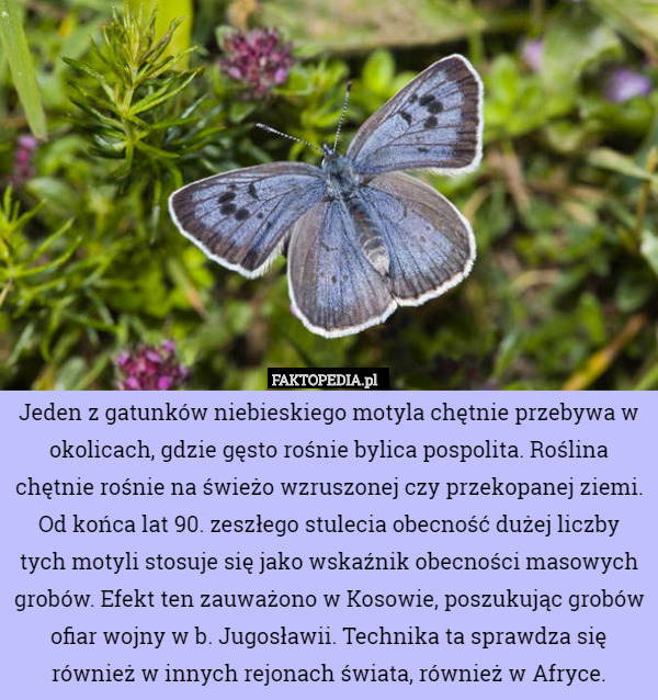 Jeden z gatunków niebieskiego motyla chętnie przebywa w okolicach, gdzie gęsto rośnie bylica pospolita. Roślina chętnie rośnie na świeżo wzruszonej czy przekopanej ziemi. Od końca lat 90. zeszłego stulecia obecność dużej liczby tych motyli stosuje się jako wskaźnik obecności masowych grobów. Efekt ten zauważono w Kosowie, poszukując grobów ofiar wojny w b. Jugosławii. Technika ta sprawdza się również w innych rejonach świata, również w Afryce. 