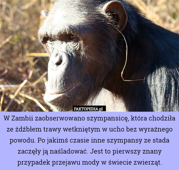 W Zambii zaobserwowano szympansicę, która chodziła ze źdźbłem trawy wetkniętym w ucho bez wyraźnego powodu. Po jakimś czasie inne szympansy ze stada zaczęły ją naśladować. Jest to pierwszy znany przypadek przejawu mody w świecie zwierząt. 