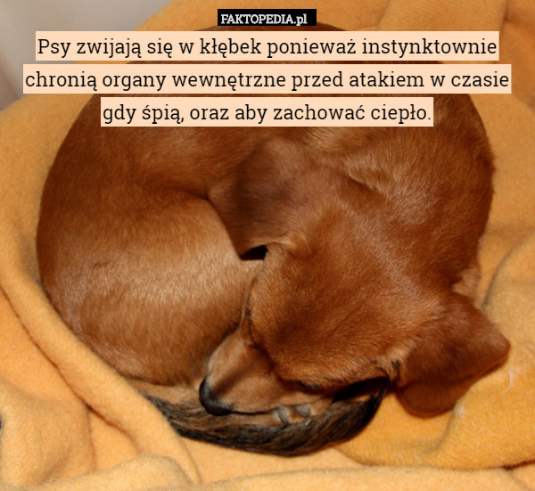 Psy zwijają się w kłębek ponieważ instynktownie chronią organy wewnętrzne przed atakiem w czasie gdy śpią, oraz aby zachować ciepło. 