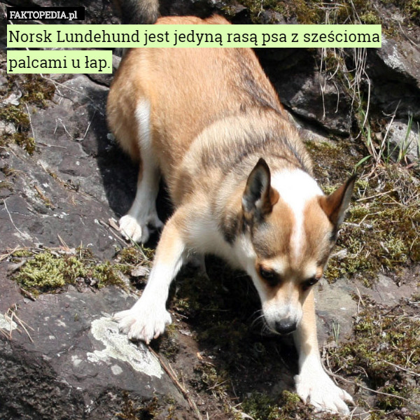 Norsk Lundehund jest jedyną rasą psa z sześcioma palcami u łap. 