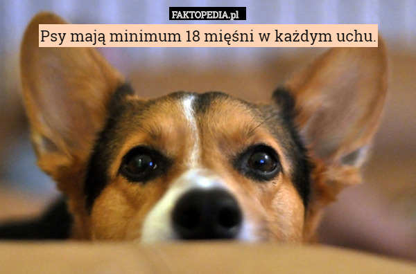 Psy mają minimum 18 mięśni w każdym uchu. 